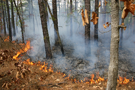 Prescribed burning in the Pinelands